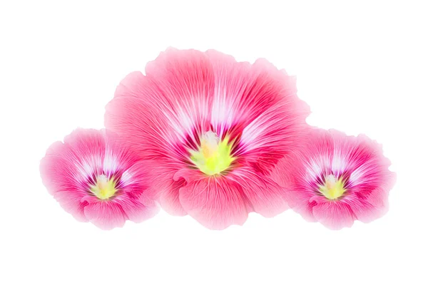 Розовые Голливудские Цветы Изолированы Белом Фоне Soft Focus Clipp Path — стоковое фото