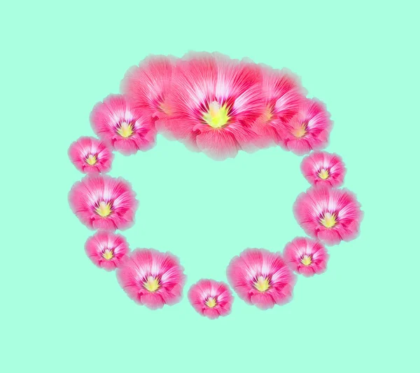 Grupa Pink Hollyhocks Kwiaty Izolowane Niebieskim Pastelowym Tle Koloru Delikatne — Zdjęcie stockowe
