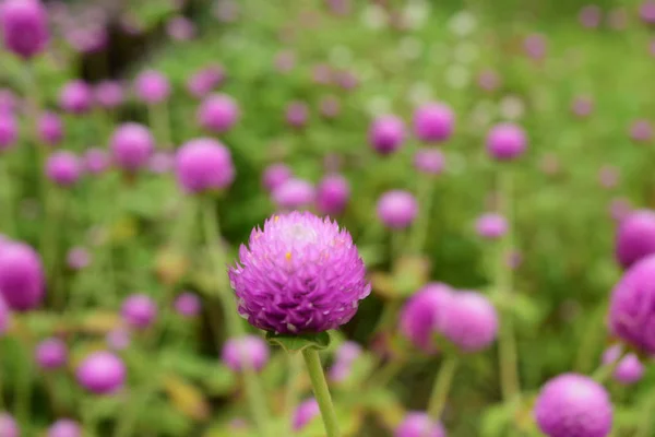 Roze Bloem Tuin Achtergrond — Stockfoto