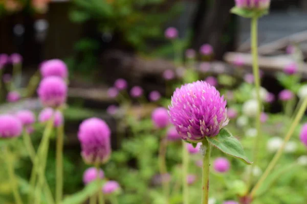 Roze Bloem Tuin Achtergrond — Stockfoto