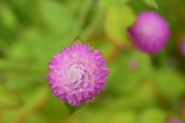 Розовый Цветок Фоне Сада — стоковое фото
