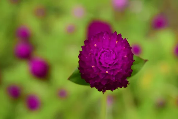 Розовый Цветок Фоне Сада — стоковое фото