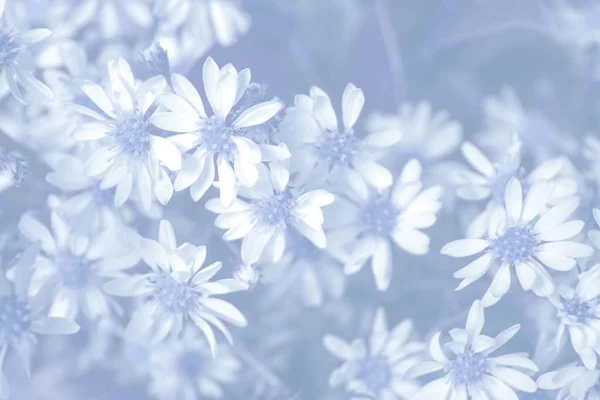 Bahçede papatya çiçekleri açıyor. Klasik tarzda özel renkli bir fotoğraf.