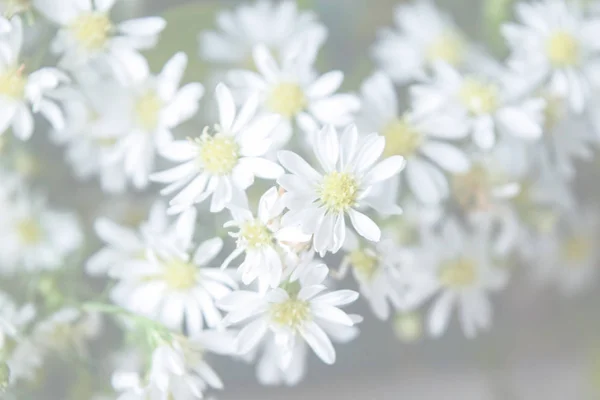 Kamille Bloeit Tuin Special Toned Foto Vintage Stijl — Stockfoto