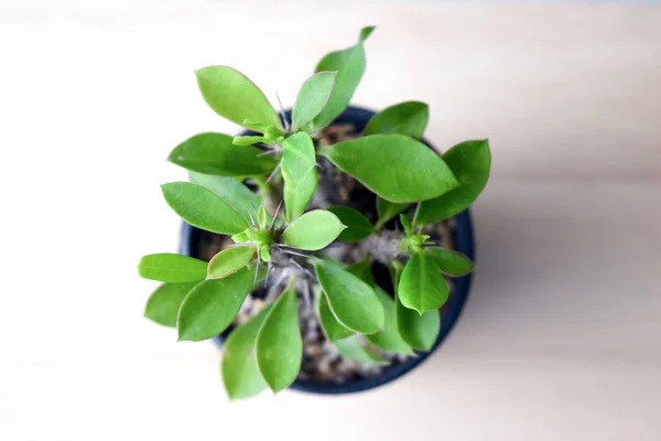 Kroon Van Doornen Bloem Christus Doorn Pot Euphorbia Milli Des — Stockfoto