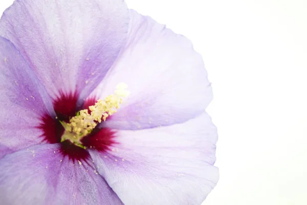 Flor Anfibios Púrpura Aislada Sobre Fondo Blanco Enfoque Selectivo —  Fotos de Stock
