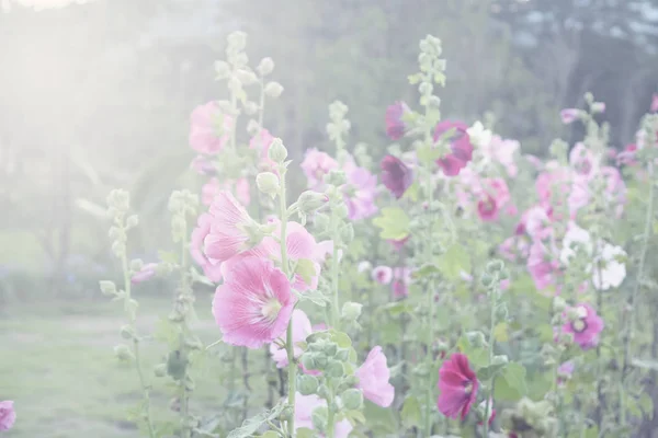 Pinhollyhocks Virágok Kertben Jogdíjmentes Stock Képek