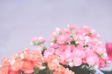 Güzel doğal kırmızı ve pembe begonya çiçekleri. Çiçek bahçesinde çiçek açıyor. Arka plan ve duvar kağıdı için.