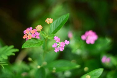 Pembe Batı Hint Lantana Büyüyor