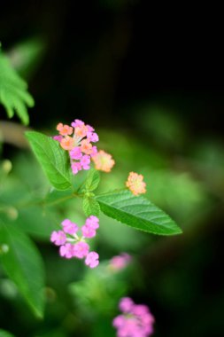Pembe Batı Hint Lantana Büyüyor
