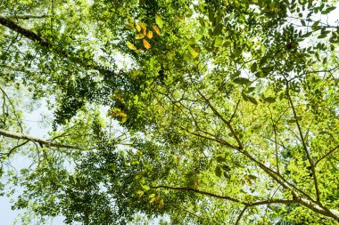 Ormanın arka planında Büyük Ağacın yeşillik yaprağı