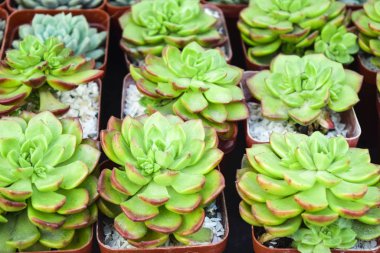 Dikdörtgen şeklindeki lezzetli ürünler, kaktüs suları satılması için tencereye konur.