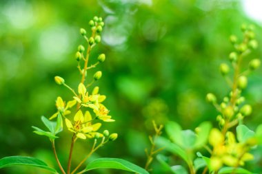 Sarı çiçeği yeşil arkaplanda kapat