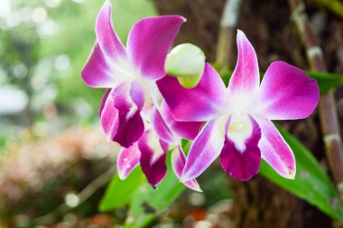 Arka planda bulanık yeşil yaprak olan bir dalda güzel mor orkideler.