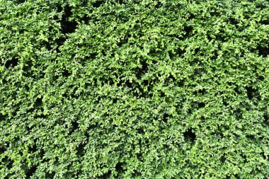 Güzel yeşil ağaç çit dokusuna