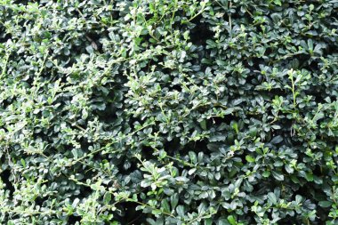 Güzel yeşil ağaç çit dokusuna