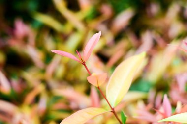 Doğal arka plan için syzygium austral Red leaf, Australian Rose Apple, Brush Cherry, Creek Lily pilly, Creek