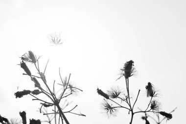 Arka plan için doğaya yayılmış bulanık çimenler, siyah ve beyaz vintage filtre.