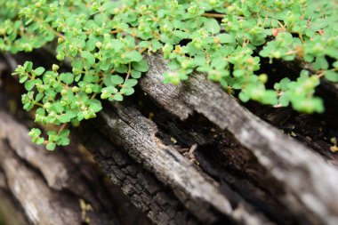 Ağaçta yeşil yosun