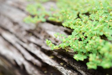 Ağaçta yeşil yosun