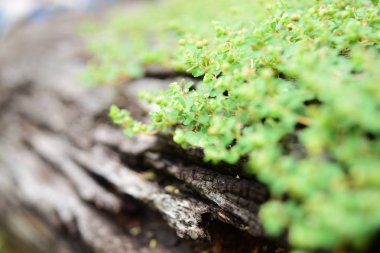 Ağaçta yeşil yosun