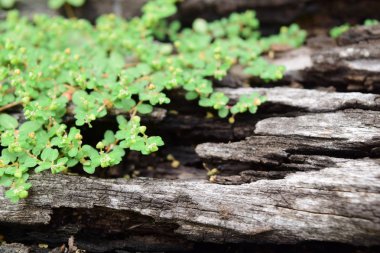 Ağaçta yeşil yosun