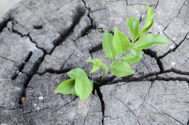 Kereste üzerinde yeni bir yaşam, gövde ağacının ortasında güçlü bir tohum büyüyen bir gelecek inşa etmek için destek kavramı..