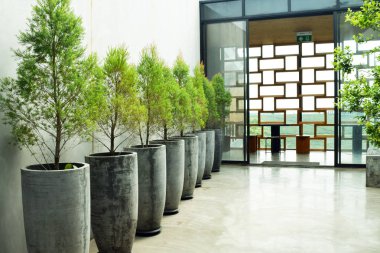 Çimento duvar dekorasyonu, saksı fabrikasında küçük ağaçlar, modern ev dekorasyonu, uzun beton kaplar.