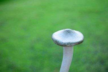 Bahçe dekorasyonu için çimento