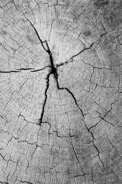 Ağaç gövdesinin doğal arkaplan kopyalama alanına sahip kesitini kapat