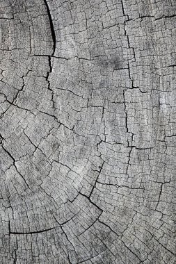 Ağaç gövdesinin doğal arkaplan kopyalama alanına sahip kesitini kapat