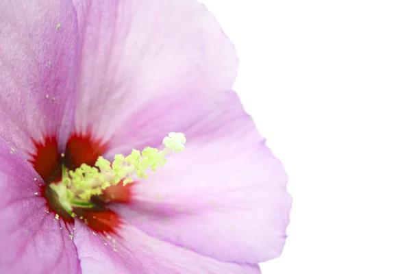 Цветок Фиолетового Гибискуса Изолирован Белом Фоне Избирательная Направленность — стоковое фото