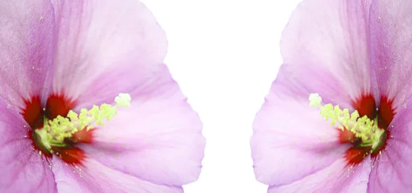 Цветок Фиолетового Гибискуса Изолирован Белом Фоне Избирательная Направленность — стоковое фото
