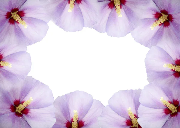 Marco Pink Hibiscus Flores Aisladas Sobre Fondo Blanco Fondo Flores —  Fotos de Stock