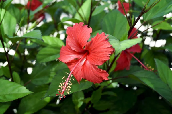 庭の赤いハイビスカスの花 — ストック写真