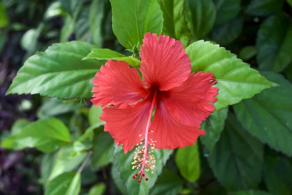 Vörös Hibiszkusz Virág Kertben — Stock Fotó