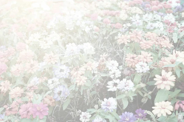 Papatya Çiçeği Özel Renkli Fotoğraf Eski Tarz — Stok fotoğraf