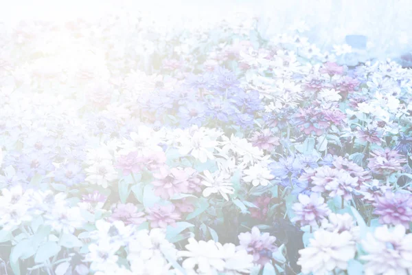 特別なトーンの写真でデイジーの花 ヴィンテージスタイル — ストック写真