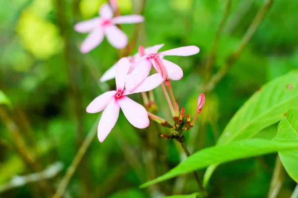 Rubia Kopsia Flor Rosa Jardín —  Fotos de Stock