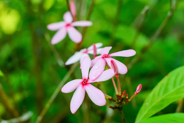 Kopsia Rosea Roze Bloem Tuin — Stockfoto