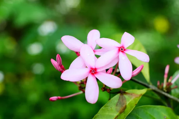 コプシア ローシー庭のピンクの花 — ストック写真