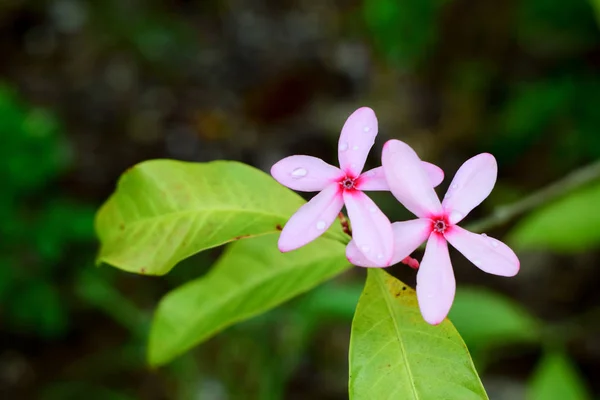 Rubia Kopsia Flor Rosa Jardín —  Fotos de Stock