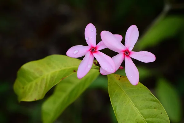 Kopsia Rosea Rosa Blomma Trädgården — Stockfoto