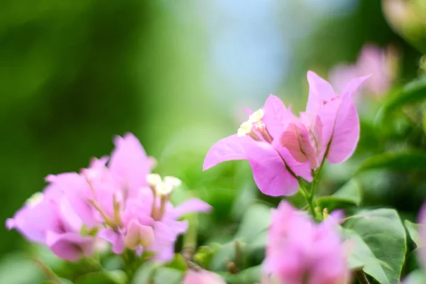 Közeli Rózsaszín Kis Bougainvillea Bougainvillea Glabra — Stock Fotó