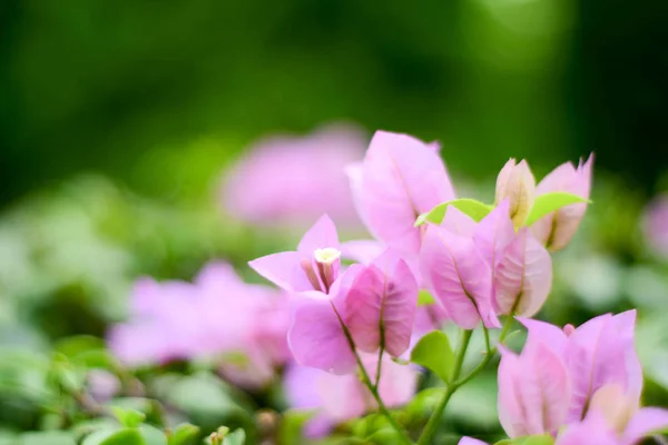 Közeli Rózsaszín Kis Bougainvillea Bougainvillea Glabra — Stock Fotó