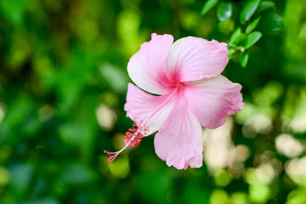 背景にピンクのハイビスカスの花 — ストック写真