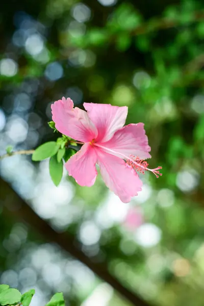 Rózsaszín Hibiszkusz Virág Elmosódott Háttér — Stock Fotó