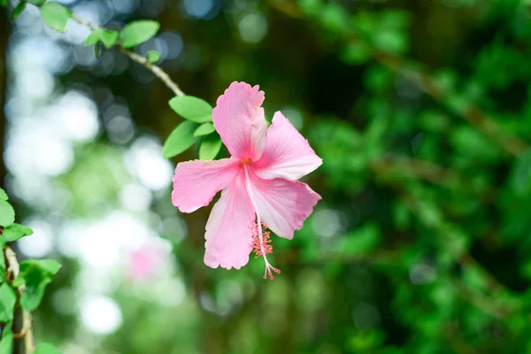 Rózsaszín Hibiszkusz Virág Elmosódott Háttér — Stock Fotó