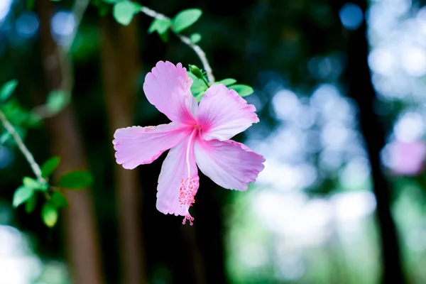 Rózsaszín Hibiszkusz Virág Elmosódott Háttér — Stock Fotó