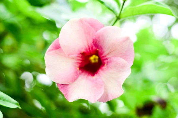 Closeup Allamanda Cathartica Pink Flower Garden — Stock Photo, Image